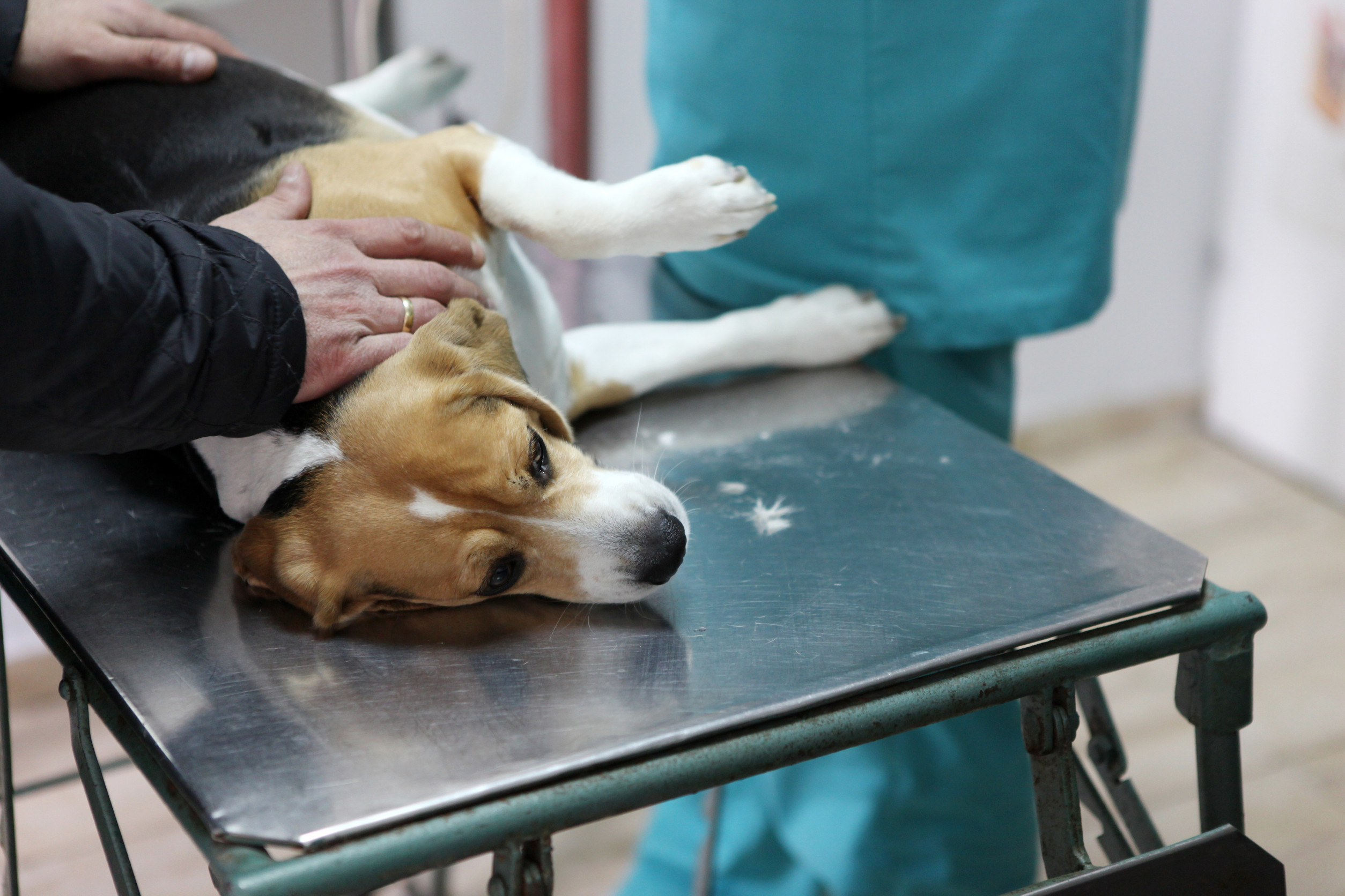 流浪動物救護與教育資源照片